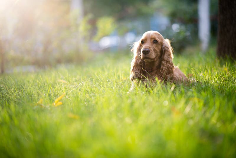 Het ras van de spanielhond is in het gras onder zonlicht
