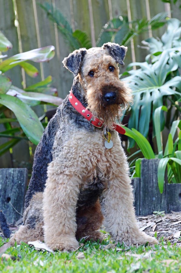 Het ras van Sheepieairedale Terrier toont hond krullende wolachtige laag royalty-vrije stock foto Het ras van Sheepieairedale Terrier toont hond krullende wolachtige laag royalty-vrije stock foto