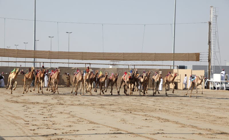 Het rasbegin van de kameel in Doha Qatar stock foto Het rasbegin van de kameel in Doha Qatar stock foto