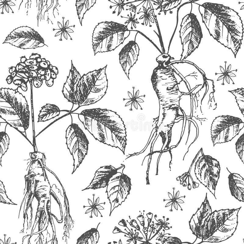 Het realistische Botanische naadloze die patroon van de inktschets met ginsengwortel, bloemen en bessen op wit wordt geïsoleerd b royalty-vrije illustratie Het realistische Botanische naadloze die patroon van de inktschets met ginsengwortel, bloemen en bessen op wit wordt geïsoleerd b royalty-vrije illustratie