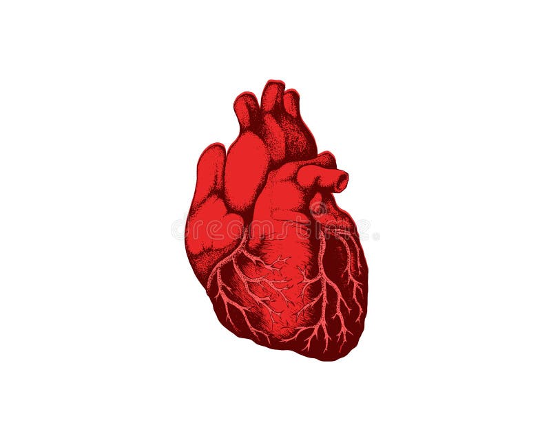 Het realistische Gedetailleerde Menselijke van de de Close-upmening van het Anatomiehart Cardiovasculaire Orgaan een het Concepte royalty-vrije illustratie Het realistische Gedetailleerde Menselijke van de de Close-upmening van het Anatomiehart Cardiovasculaire Orgaan een het Concepte royalty-vrije illustratie