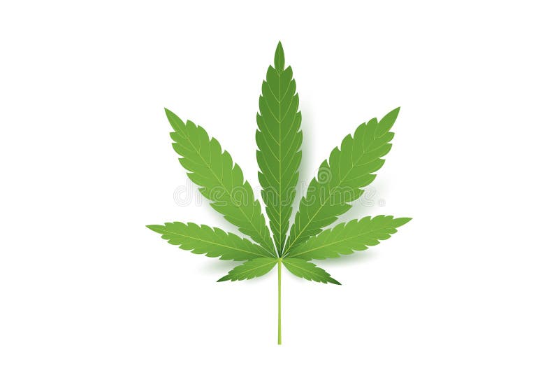 Het realistische pictogram van het Marihuanablad Geïsoleerd op witte Vectorillustratie als achtergrond Medische Cannabis royalty-vrije illustratie Het realistische pictogram van het Marihuanablad Geïsoleerd op witte Vectorillustratie als achtergrond Medische Cannabis royalty-vrije illustratie