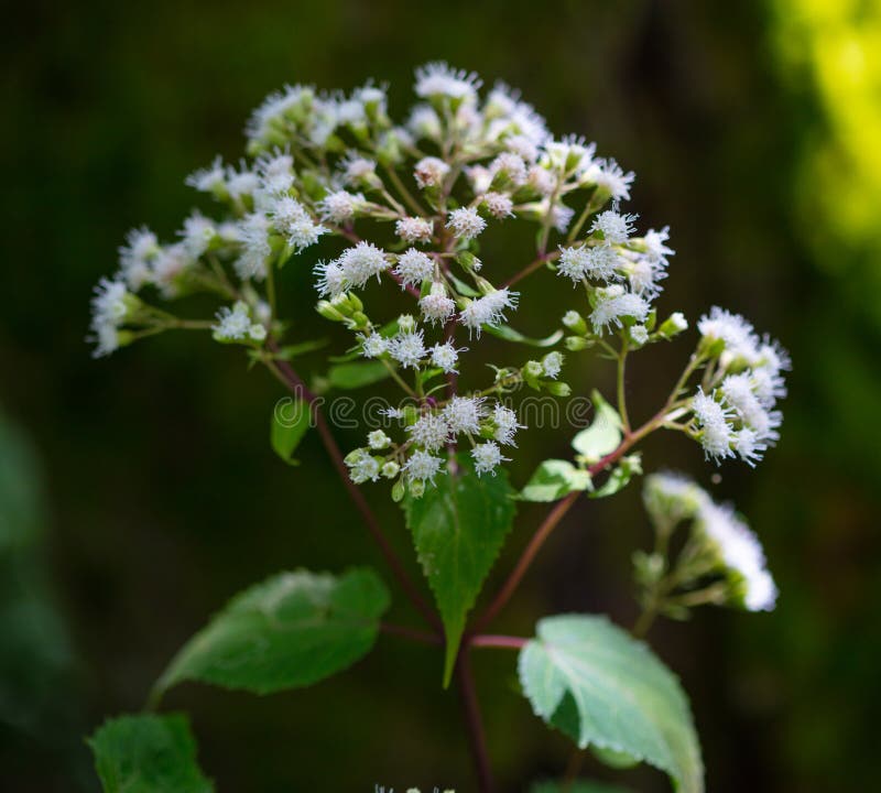 Het recente Bloeien Boneset stock afbeelding Het recente Bloeien Boneset stock afbeelding