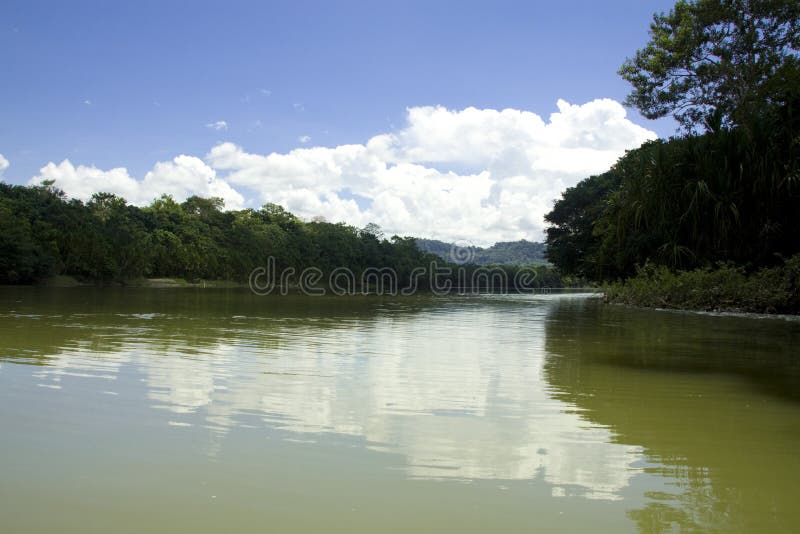Het Amazone regenwoud stock afbeelding
