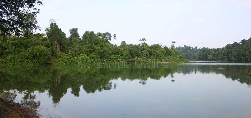 MacRitchie Reservoir royalty-vrije stock foto's