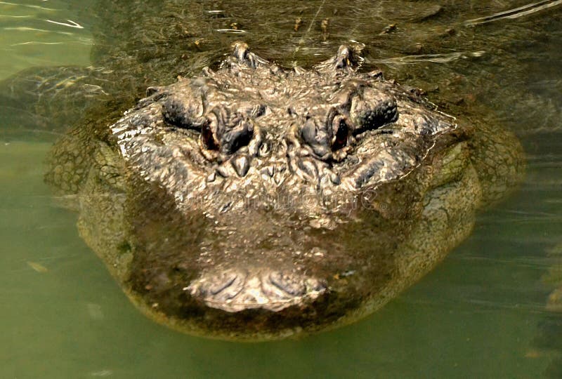 Het Reusachtige Krokodille Staren Bij U Stock Foto - Image of krokodil