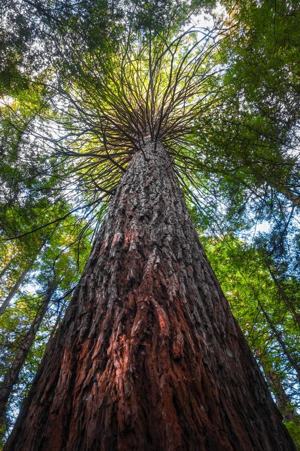 Het reuzebos van de Sequoiacalifornische sequoia, Rotorua, Nieuw Zeeland stock afbeelding Het reuzebos van de Sequoiacalifornische sequoia, Rotorua, Nieuw Zeeland stock afbeelding