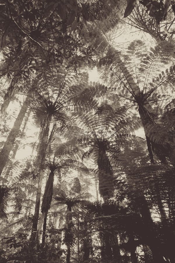 Het reuzebos van de Sequoiacalifornische sequoia, Rotorua, Nieuw Zeeland royalty-vrije stock fotografie Het reuzebos van de Sequoiacalifornische sequoia, Rotorua, Nieuw Zeeland royalty-vrije stock fotografie