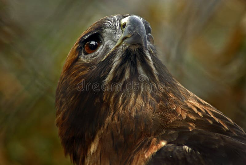 A closeup on the head of a red-tailed hawk. A closeup on the head of a red-tailed hawk.