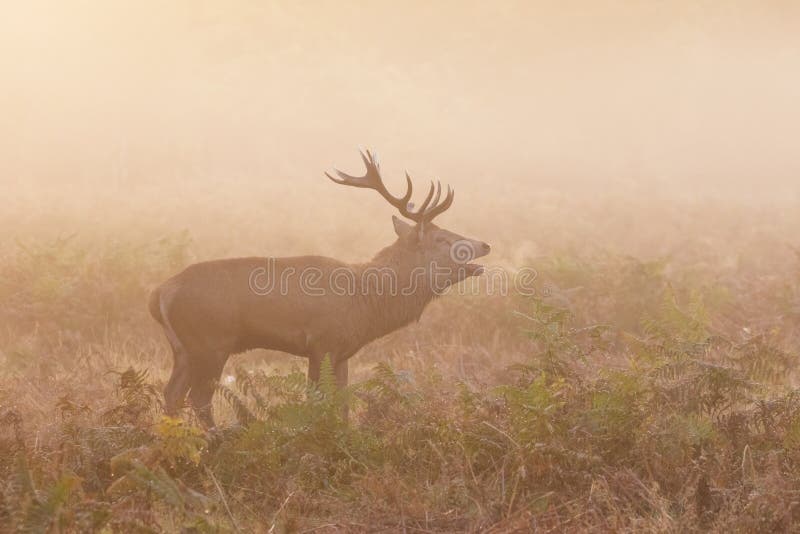 Red Deer stag Cervus elaphus roaring bellowing calling showing breath, on a cold morning. Red Deer stag Cervus elaphus roaring bellowing calling showing breath, on a cold morning