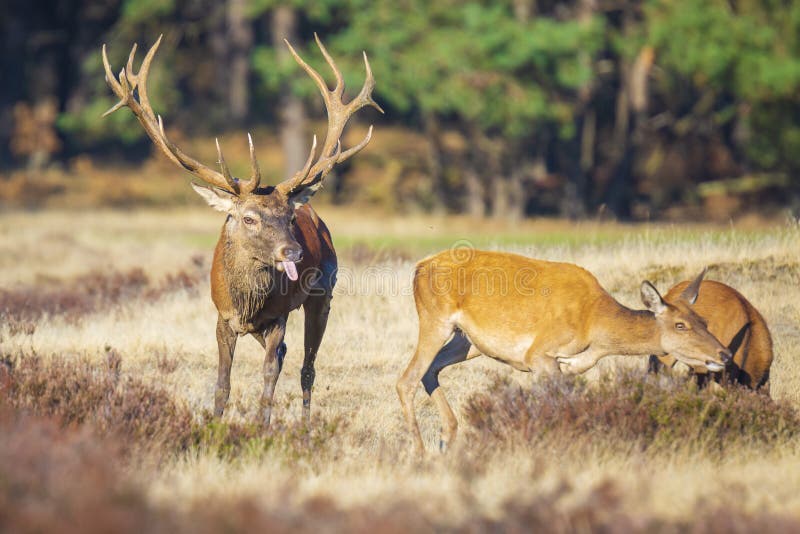Het rode elaphusmannetje van hertencervus achtervolgen doet tijdens bronst royalty-vrije stock foto Het rode elaphusmannetje van hertencervus achtervolgen doet tijdens bronst royalty-vrije stock foto