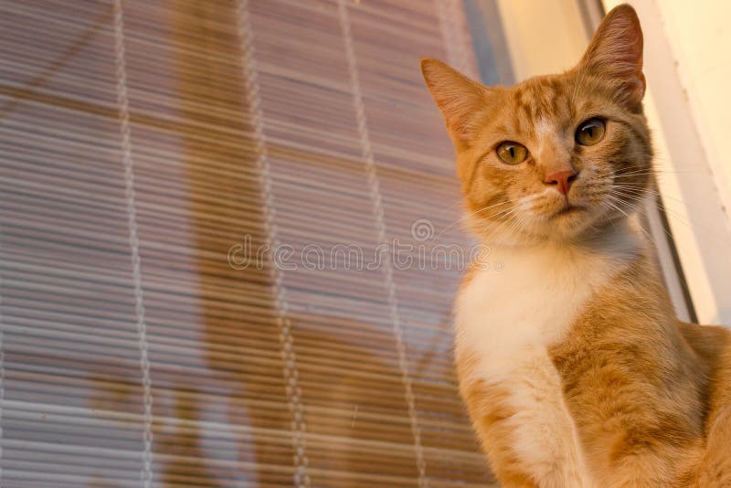 Het rode en witte aanbiddelijke kat dichte omhoog bekijken camera Het portret van de gemberpot Kitten Posing stock foto Het rode en witte aanbiddelijke kat dichte omhoog bekijken camera Het portret van de gemberpot Kitten Posing stock foto