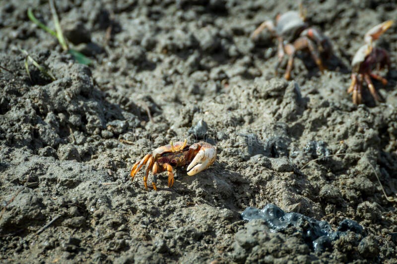 Het rode krab stellen op grond at low tide in Fuseta Algarve Portugal royalty-vrije stock afbeelding Het rode krab stellen op grond at low tide in Fuseta Algarve Portugal royalty-vrije stock afbeelding