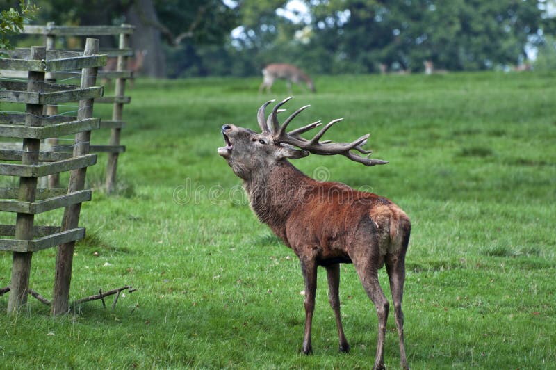 Het rode Mannetje van Herten Klaar voor Rutting royalty-vrije stock afbeelding Het rode Mannetje van Herten Klaar voor Rutting royalty-vrije stock afbeelding