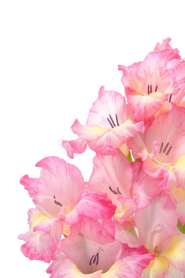 Het roze Boeket van de Bloemen van Gladiolen royalty-vrije stock afbeelding Het roze Boeket van de Bloemen van Gladiolen royalty-vrije stock afbeelding