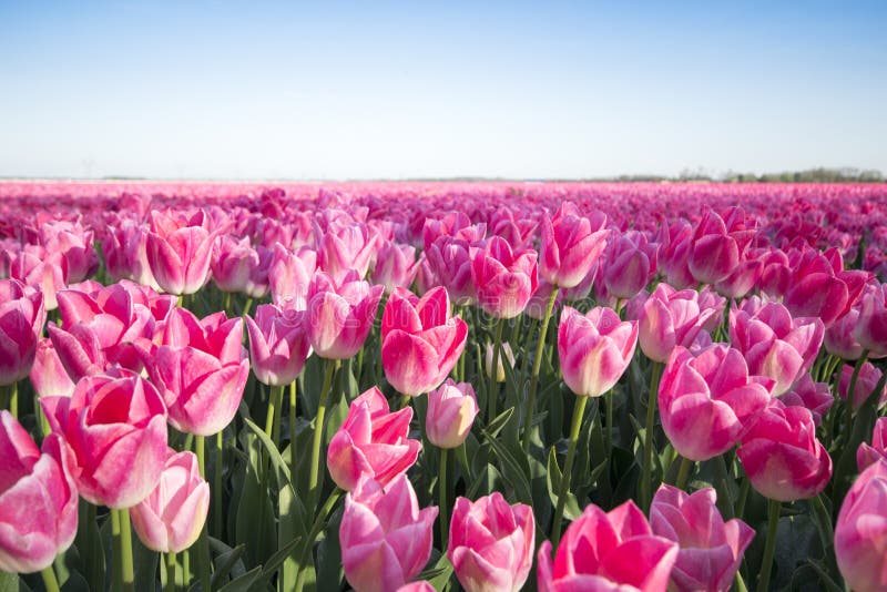 Het roze Gebied van de Tulp royalty-vrije stock afbeeldingen Het roze Gebied van de Tulp royalty-vrije stock afbeeldingen