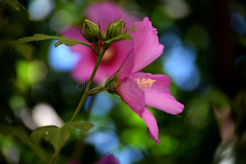 Het roze van de malvebloem stock foto Het roze van de malvebloem stock foto