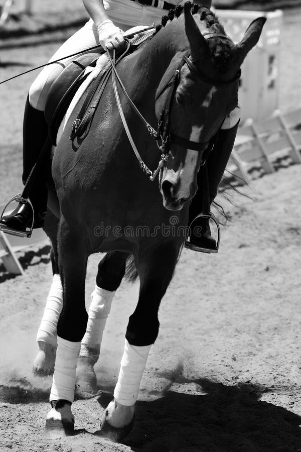 Black and white close-up of an equestrian rider performing the Dressage discipline in an outdoor arena (focus point on the rider). Black and white close-up of an equestrian rider performing the Dressage discipline in an outdoor arena (focus point on the rider)