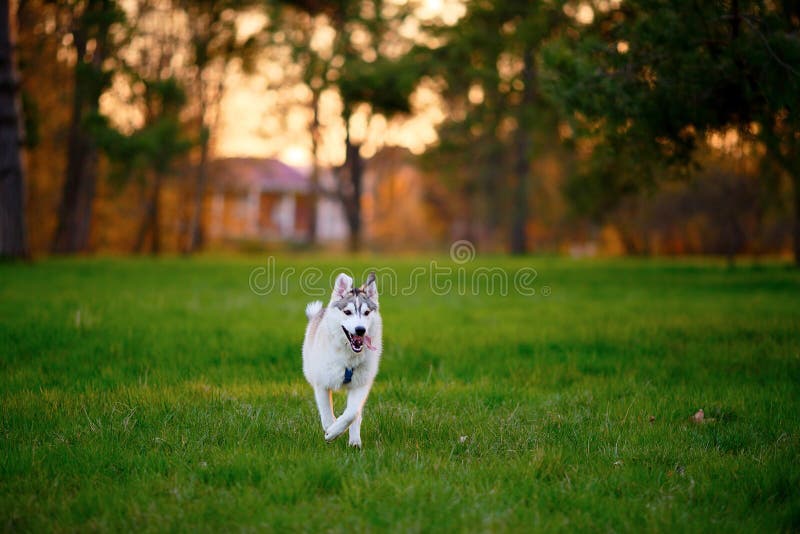 Het runnen van Schor hond in het zonnige park van de de zomeravond royalty-vrije stock afbeelding Het runnen van Schor hond in het zonnige park van de de zomeravond royalty-vrije stock afbeelding