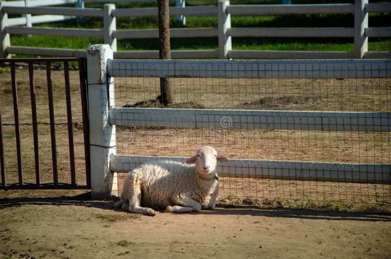 Het schaap blijft op grond voor witte houten muuromheining als achtergrond stock foto Het schaap blijft op grond voor witte houten muuromheining als achtergrond stock foto