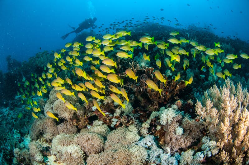 Het scholen bluestripe snapper kasmira van Lutjanus in Gili, Lombok, Nusa Tenggara Barat, de onderwaterfoto van Indonesië stock foto Het scholen bluestripe snapper kasmira van Lutjanus in Gili, Lombok, Nusa Tenggara Barat, de onderwaterfoto van Indonesië stock foto