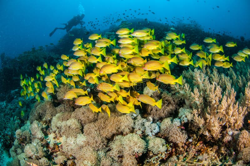 Het scholen bluestripe snapper kasmira van Lutjanus in Gili, Lombok, Nusa Tenggara Barat, de onderwaterfoto van Indonesië royalty-vrije stock fotografie Het scholen bluestripe snapper kasmira van Lutjanus in Gili, Lombok, Nusa Tenggara Barat, de onderwaterfoto van Indonesië royalty-vrije stock fotografie