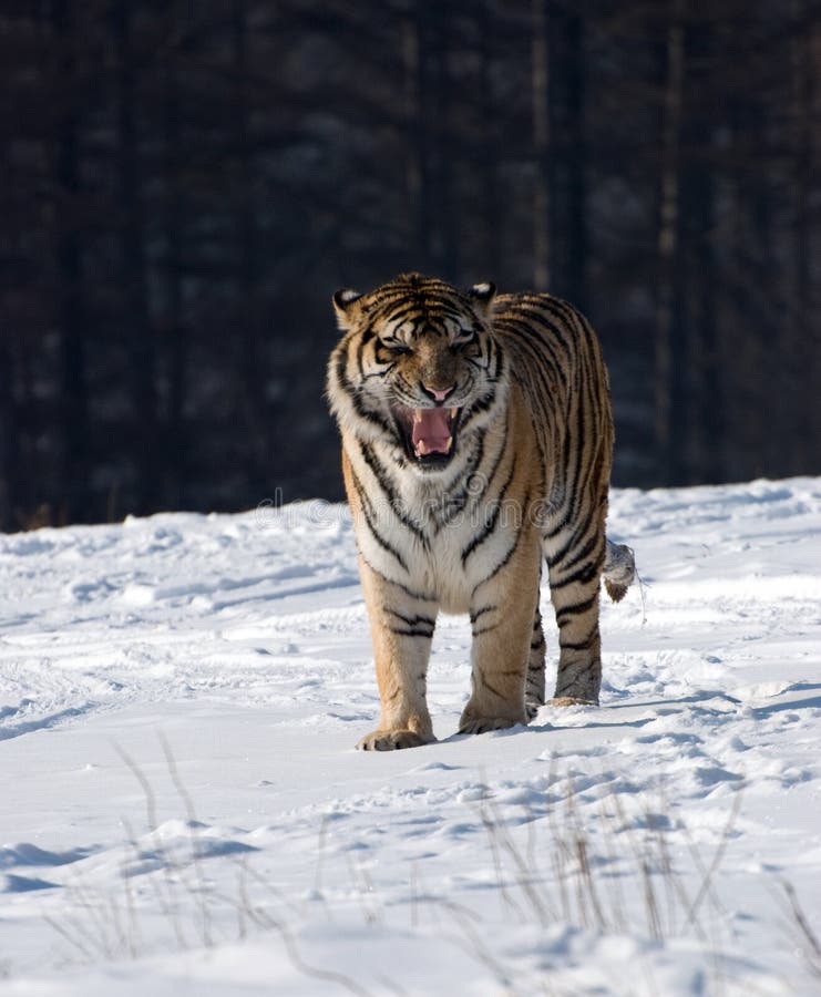 Het Siberische Snauwen van de Tijger royalty-vrije stock foto's Het Siberische Snauwen van de Tijger royalty-vrije stock foto's