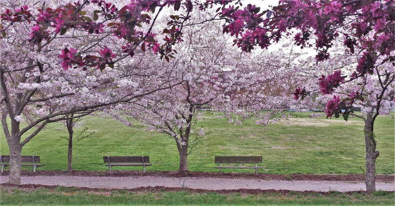Het sierkers en Crabapple-Bomen Bloeien royalty-vrije stock foto Het sierkers en Crabapple-Bomen Bloeien royalty-vrije stock foto