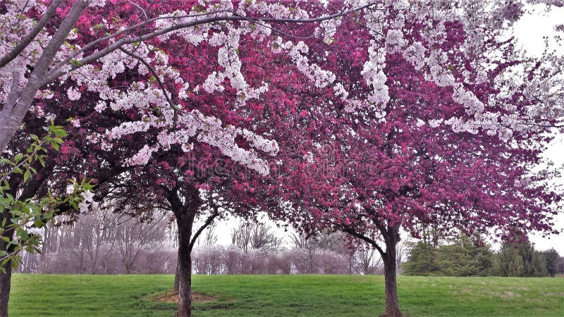 Het sierkers en Crabapple-Bomen Bloeien stock afbeelding Het sierkers en Crabapple-Bomen Bloeien stock afbeelding