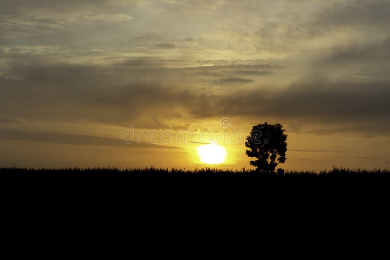 Het silhouet van gras en bomen is erachter zonsopgang in de ochtend royalty-vrije stock afbeeldingen Het silhouet van gras en bomen is erachter zonsopgang in de ochtend royalty-vrije stock afbeeldingen