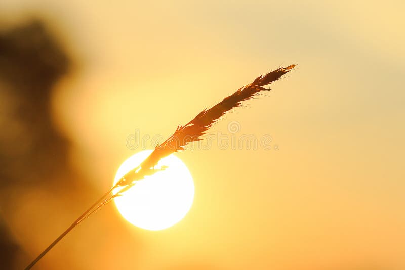 Het silhouet van het gras en de zon royalty-vrije stock foto's Het silhouet van het gras en de zon royalty-vrije stock foto's