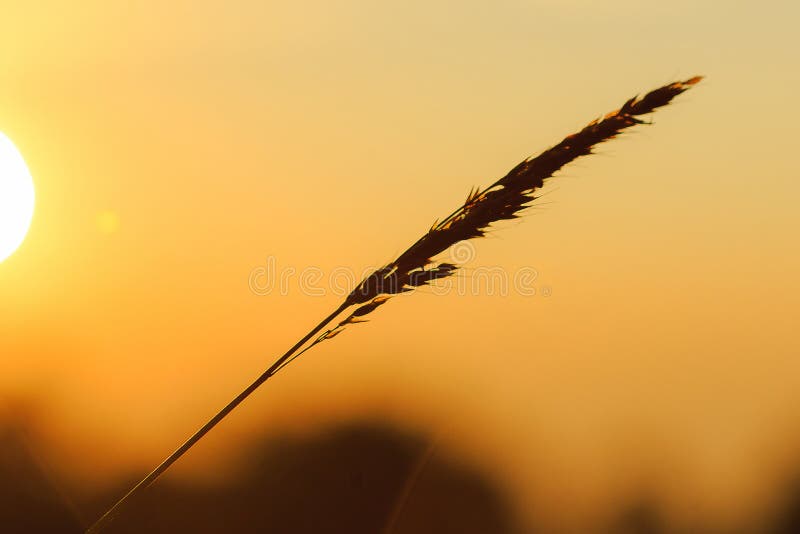 Het silhouet van het gras en de zon royalty-vrije stock fotografie Het silhouet van het gras en de zon royalty-vrije stock fotografie