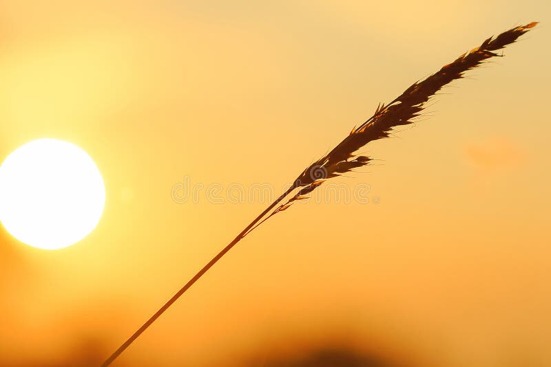 Het silhouet van het gras en de zon stock foto Het silhouet van het gras en de zon stock foto