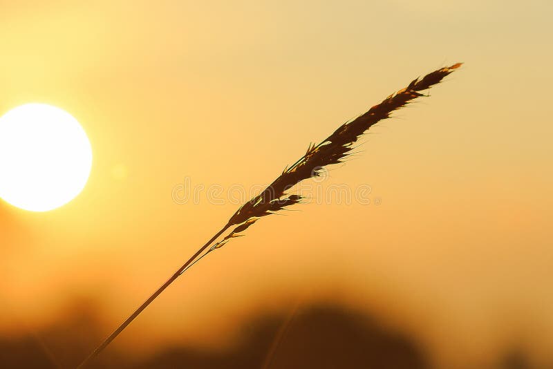 Het silhouet van het gras en de zon royalty-vrije stock afbeelding Het silhouet van het gras en de zon royalty-vrije stock afbeelding