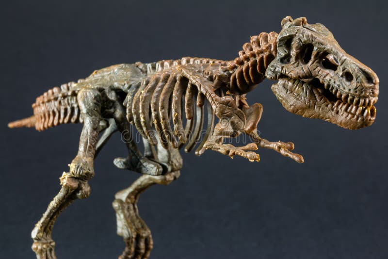 Het skelet van de dinosaurustyrannosaurus T Rex op zwarte achtergrond royalty-vrije stock fotografie Het skelet van de dinosaurustyrannosaurus T Rex op zwarte achtergrond royalty-vrije stock fotografie