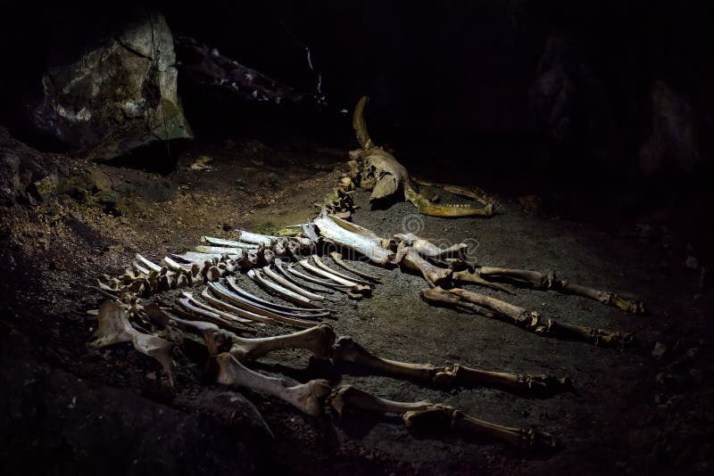 Het skelet van een voorhistorisch dier in het karst hol royalty-vrije stock fotografie Het skelet van een voorhistorisch dier in het karst hol royalty-vrije stock fotografie