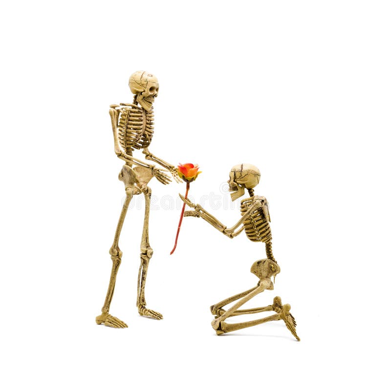 Will you marry me? Skeleton model kneel making proposal to his girlfriend and giving a rose. Isolated on white background. Will you marry me? Skeleton model kneel making proposal to his girlfriend and giving a rose. Isolated on white background