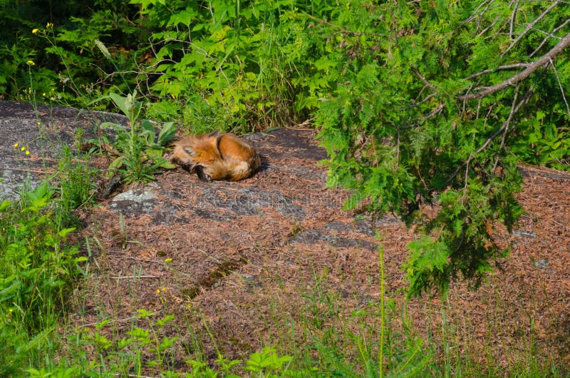 Het slapen Rode Vos (Vulpes vulpes) royalty-vrije stock afbeeldingen Het slapen Rode Vos (Vulpes vulpes) royalty-vrije stock afbeeldingen