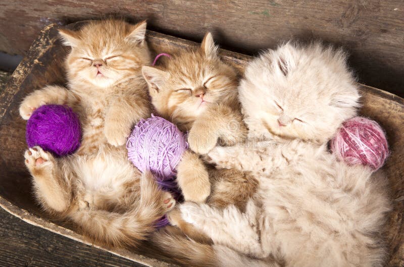 Exotic kittens sleeping with a ball of wool. Exotic kittens sleeping with a ball of wool
