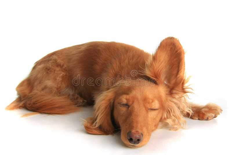 Het slaperige hond luisteren royalty-vrije stock fotografie Het slaperige hond luisteren royalty-vrije stock fotografie