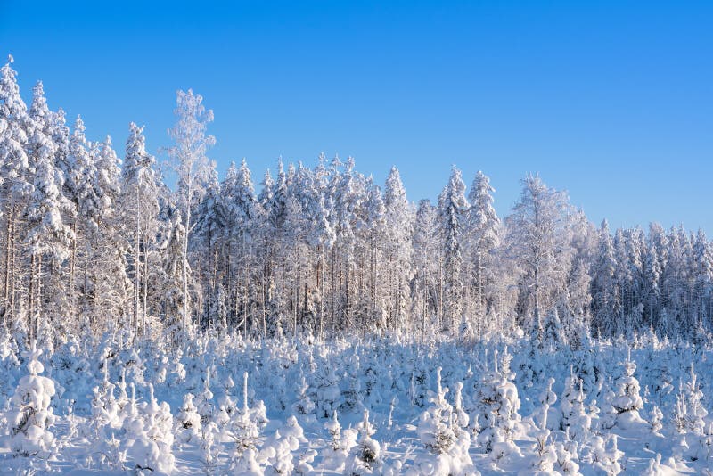 Het sneeuwlandschap van de pijnboom boswinter in Oostelijk Finland stock foto's Het sneeuwlandschap van de pijnboom boswinter in Oostelijk Finland stock foto's