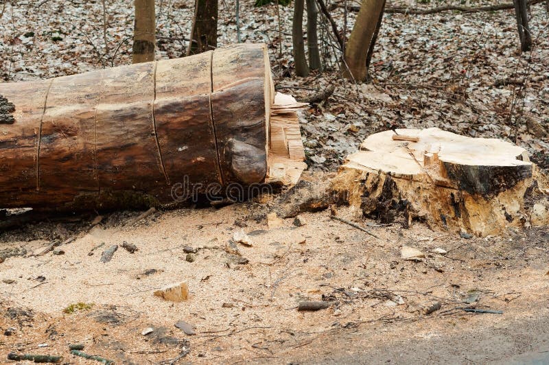 Het snoeien van bomen langs de weg, gezaagde boom aan de kant van de weg stock afbeeldingen Het snoeien van bomen langs de weg, gezaagde boom aan de kant van de weg stock afbeeldingen