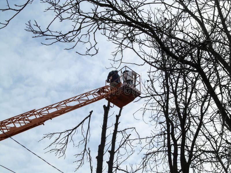 Het snoeien van lange bomen van een lucht het werkplatform in de de herfst-lente-winter tijd Twee arbeiders op emmervrachtwagen o stock foto Het snoeien van lange bomen van een lucht het werkplatform in de de herfst-lente-winter tijd Twee arbeiders op emmervrachtwagen o stock foto