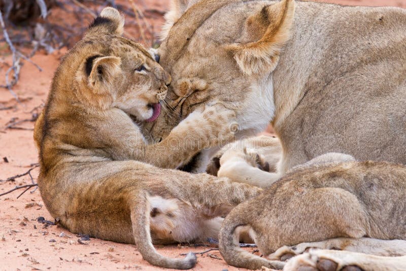 Leeuwenwelp speelt met moeder op het zand stock foto's