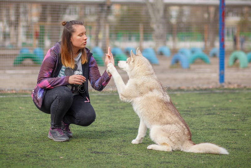 Het spelen met hond Siberische schor royalty-vrije stock afbeeldingen Het spelen met hond Siberische schor royalty-vrije stock afbeeldingen