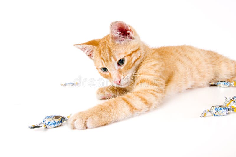 Kitten speelt met snoepjes royalty-vrije stock foto's