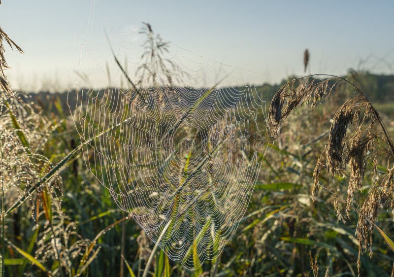 Het spinneweb met dauw laat vallen fonkelingen in de zon royalty-vrije stock foto Het spinneweb met dauw laat vallen fonkelingen in de zon royalty-vrije stock foto