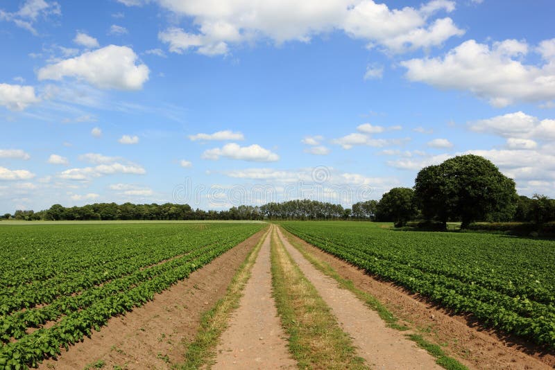 Het spoor van het vuillandbouwbedrijf door gebieden van aardappelplanten met mooie bomen in het de landbouwlandschap van Yorkshir stock foto's Het spoor van het vuillandbouwbedrijf door gebieden van aardappelplanten met mooie bomen in het de landbouwlandschap van Yorkshir stock foto's
