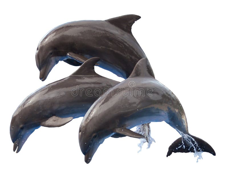 Springende dolfijnen geïsoleerd stock fotografie