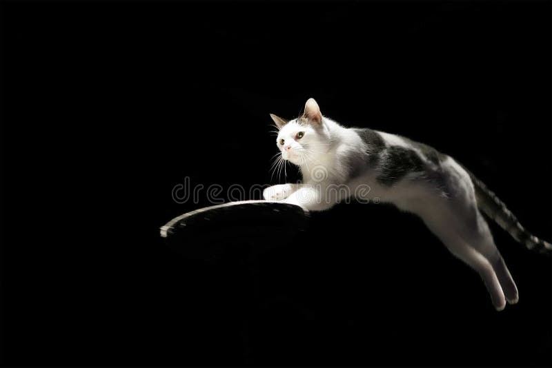 Het springen Kat stock afbeeldingen Het springen Kat stock afbeeldingen